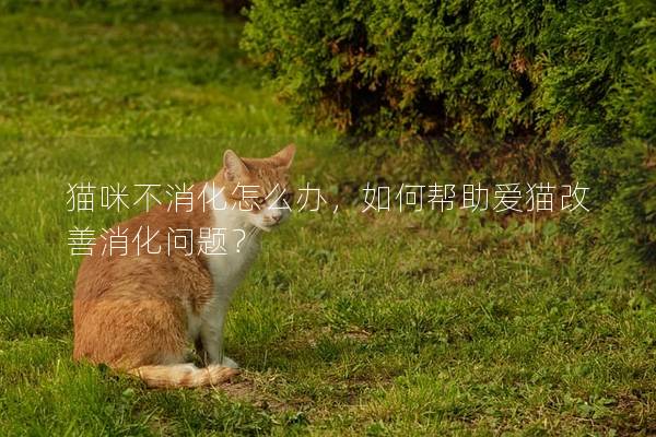 猫咪不消化怎么办，如何帮助爱猫改善消化问题？