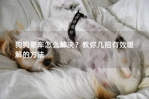 狗狗晕车怎么解决？教你几招有效缓解的方法