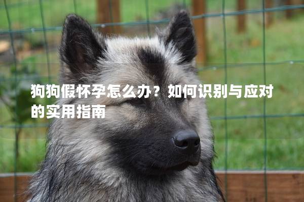 狗狗假怀孕怎么办？如何识别与应对的实用指南