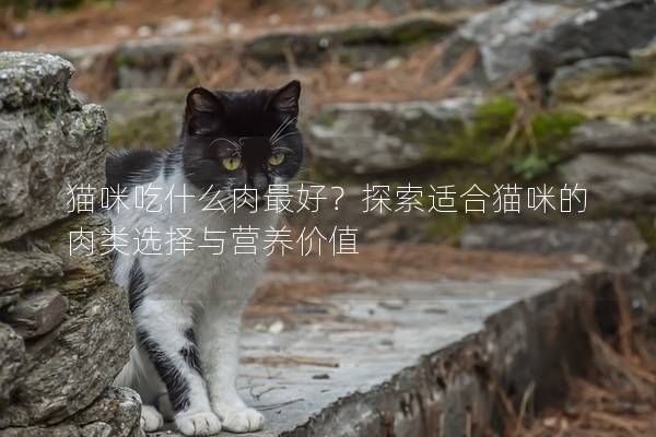 猫咪吃什么肉最好？探索适合猫咪的肉类选择与营养价值