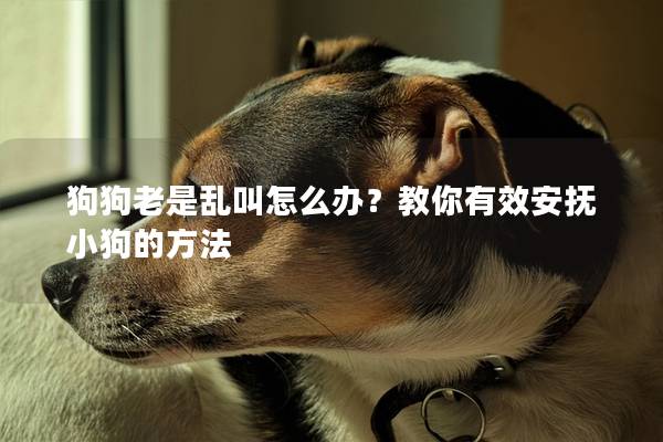 狗狗老是乱叫怎么办？教你有效安抚小狗的方法