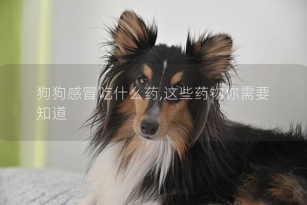 狗狗感冒吃什么药,这些药物你需要知道