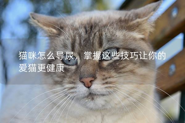 猫咪怎么导尿，掌握这些技巧让你的爱猫更健康