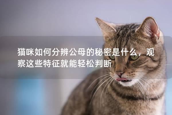 猫咪如何分辨公母的秘密是什么，观察这些特征就能轻松判断