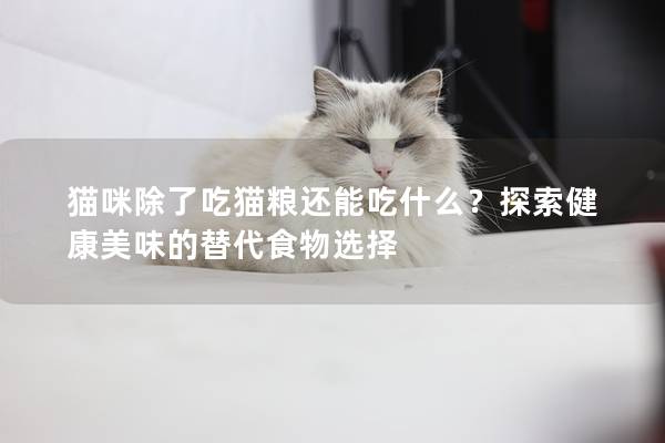 猫咪除了吃猫粮还能吃什么？探索健康美味的替代食物选择