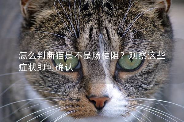 怎么判断猫是不是肠梗阻？观察这些症状即可确认