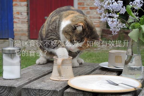 猫咪食欲不好怎么办，如何有效提升它的食欲？