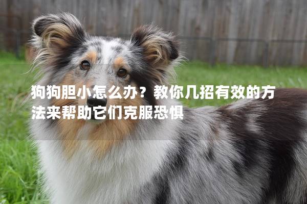 狗狗胆小怎么办？教你几招有效的方法来帮助它们克服恐惧