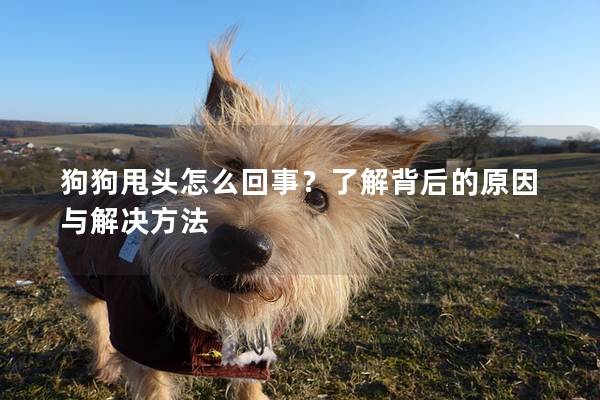 狗狗甩头怎么回事？了解背后的原因与解决方法