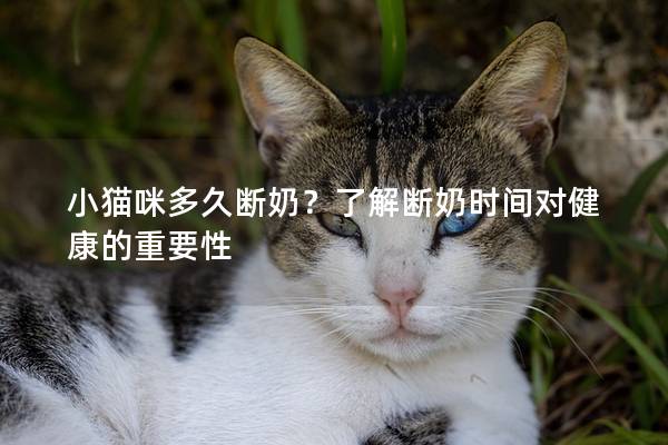 小猫咪多久断奶？了解断奶时间对健康的重要性