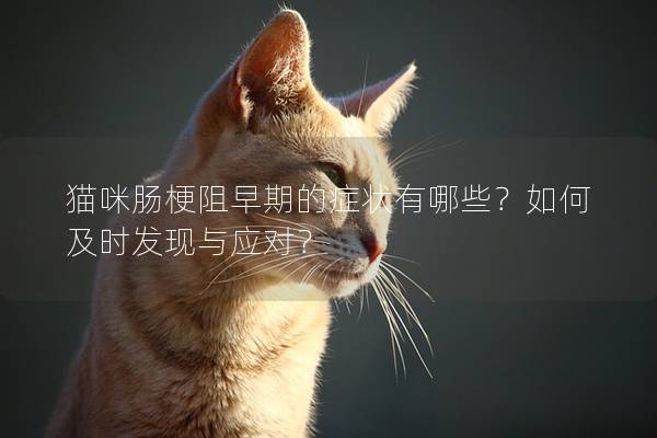 猫咪肠梗阻早期的症状有哪些？如何及时发现与应对？