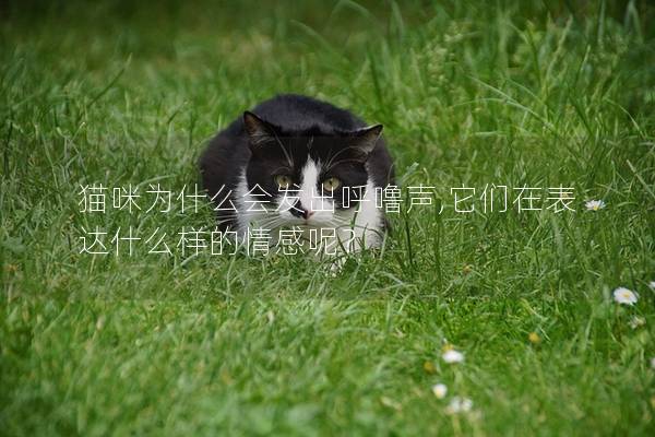 猫咪为什么会发出呼噜声,它们在表达什么样的情感呢？