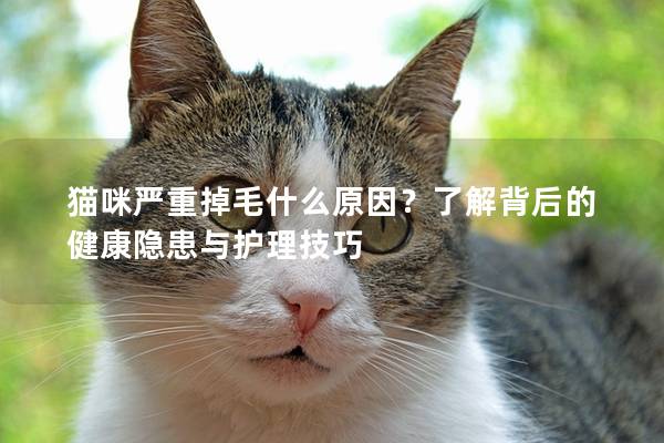 猫咪严重掉毛什么原因？了解背后的健康隐患与护理技巧