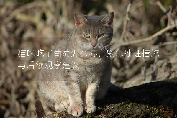 猫咪吃了葡萄怎么办，紧急处理措施与后续观察建议