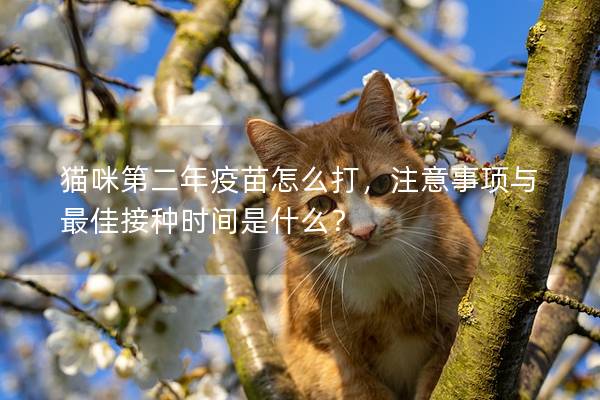 猫咪第二年疫苗怎么打，注意事项与最佳接种时间是什么？