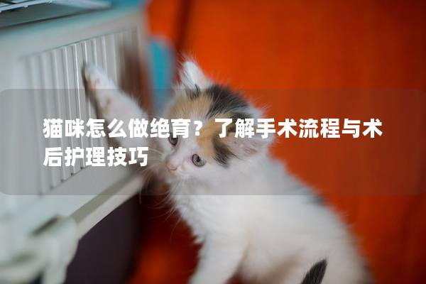 猫咪怎么做绝育？了解手术流程与术后护理技巧