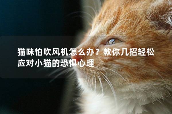 猫咪怕吹风机怎么办？教你几招轻松应对小猫的恐惧心理