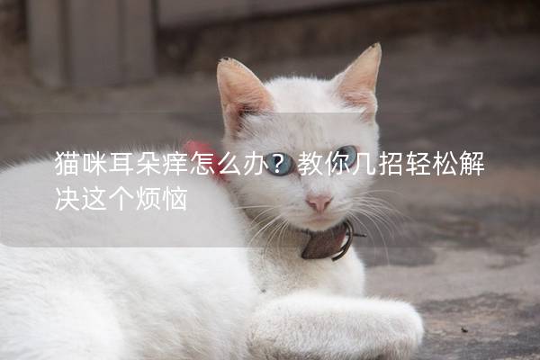 猫咪耳朵痒怎么办？教你几招轻松解决这个烦恼