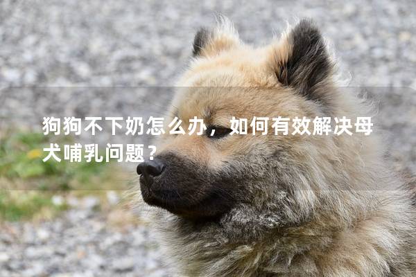 狗狗不下奶怎么办，如何有效解决母犬哺乳问题？