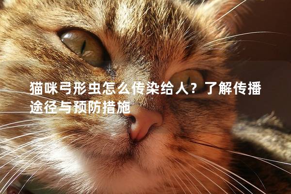 猫咪弓形虫怎么传染给人？了解传播途径与预防措施