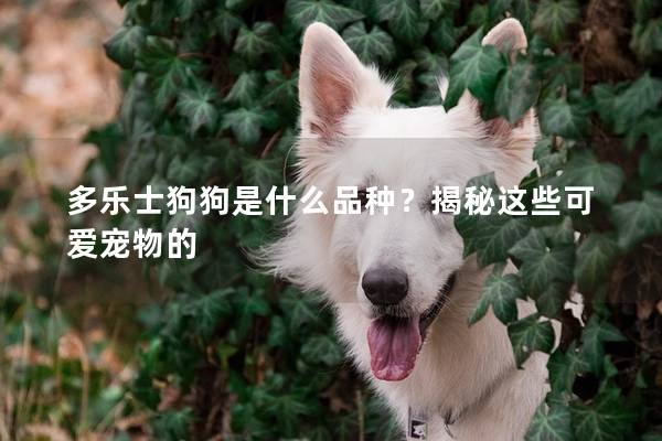 多乐士狗狗是什么品种？揭秘这些可爱宠物的