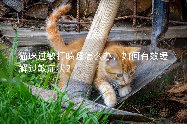 猫咪过敏打喷嚏怎么办，如何有效缓解过敏症状？