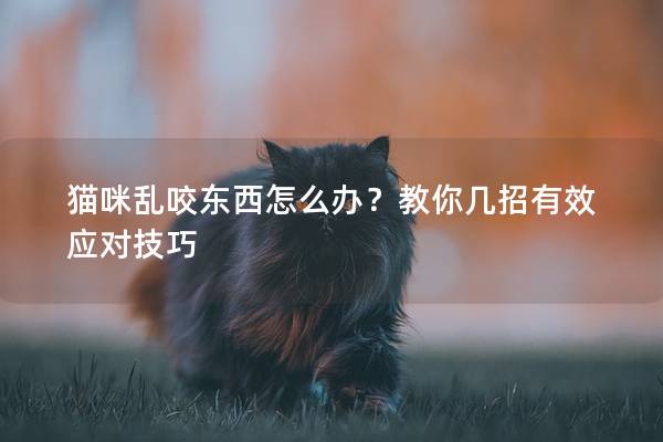 猫咪乱咬东西怎么办？教你几招有效应对技巧