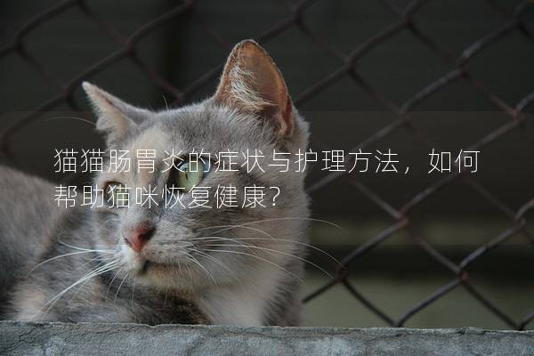 猫猫肠胃炎的症状与护理方法，如何帮助猫咪恢复健康？