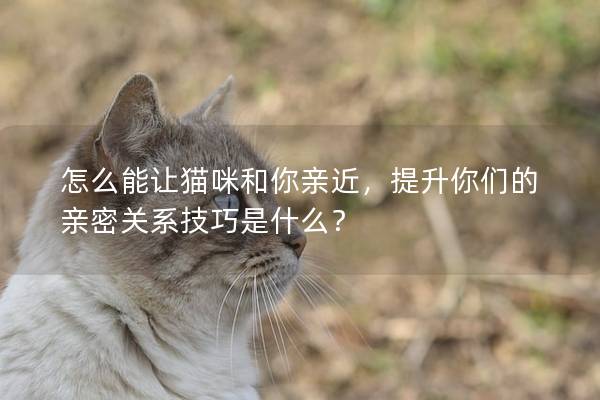 怎么能让猫咪和你亲近，提升你们的亲密关系技巧是什么？