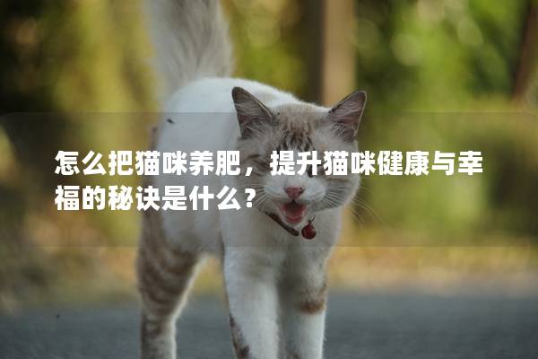 怎么把猫咪养肥，提升猫咪健康与幸福的秘诀是什么？