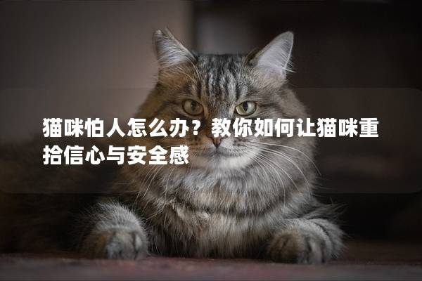 猫咪怕人怎么办？教你如何让猫咪重拾信心与安全感