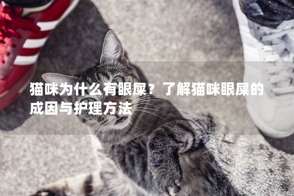 猫咪为什么有眼屎？了解猫咪眼屎的成因与护理方法