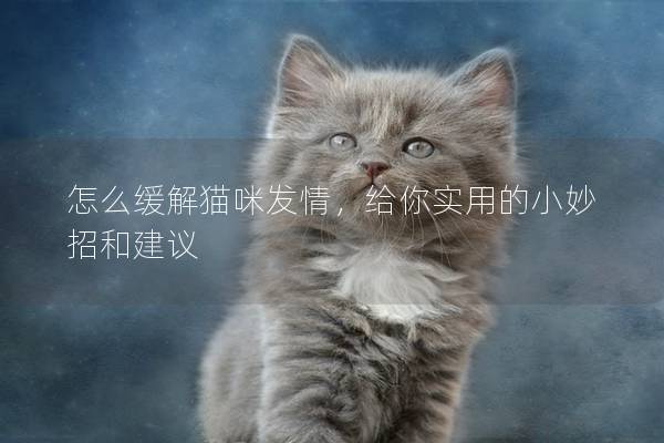 怎么缓解猫咪发情，给你实用的小妙招和建议