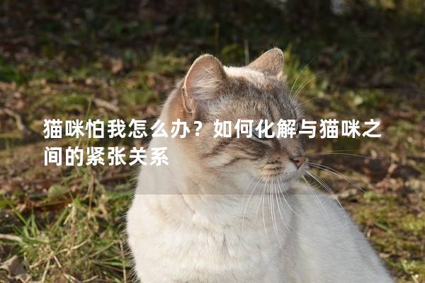 猫咪怕我怎么办？如何化解与猫咪之间的紧张关系