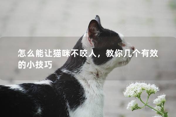 怎么能让猫咪不咬人，教你几个有效的小技巧