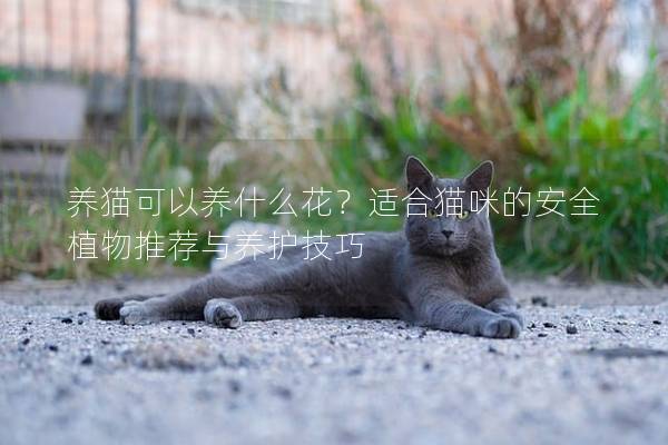 养猫可以养什么花？适合猫咪的安全植物推荐与养护技巧