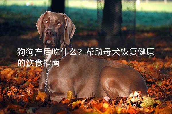 狗狗产后吃什么？帮助母犬恢复健康的饮食指南