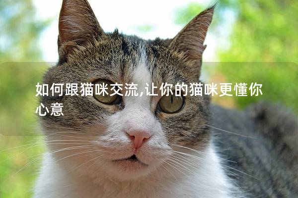 如何跟猫咪交流,让你的猫咪更懂你心意