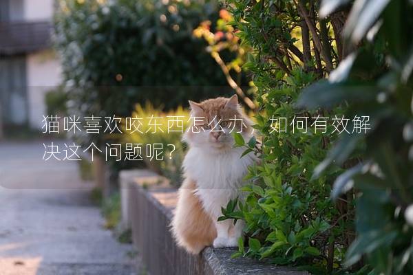 猫咪喜欢咬东西怎么办，如何有效解决这个问题呢？