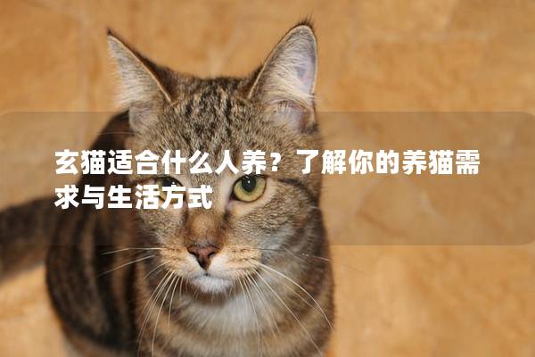 玄猫适合什么人养？了解你的养猫需求与生活方式