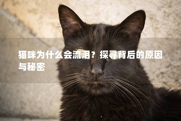 猫咪为什么会流泪？探寻背后的原因与秘密