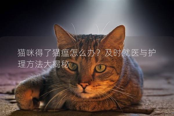 猫咪得了猫瘟怎么办？及时就医与护理方法大揭秘