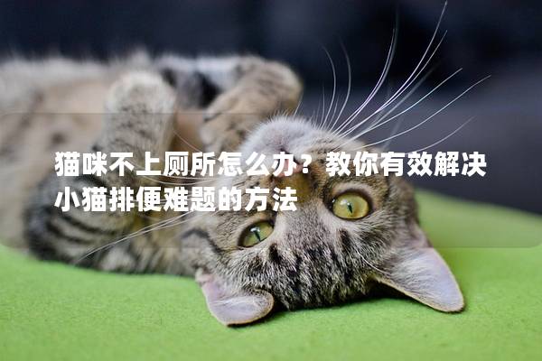 猫咪不上厕所怎么办？教你有效解决小猫排便难题的方法