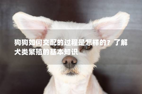 狗狗如何交配的过程是怎样的？了解犬类繁殖的基本知识