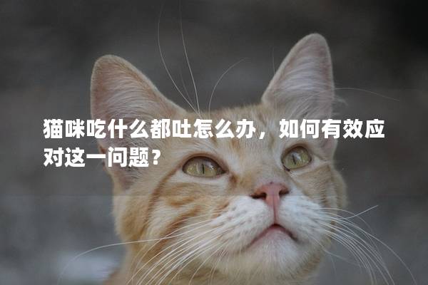 猫咪吃什么都吐怎么办，如何有效应对这一问题？