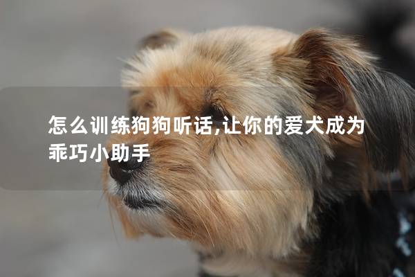 怎么训练狗狗听话,让你的爱犬成为乖巧小助手