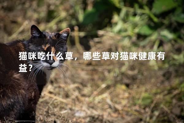 猫咪吃什么草，哪些草对猫咪健康有益？