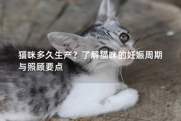 猫咪多久生产？了解猫咪的妊娠周期与照顾要点