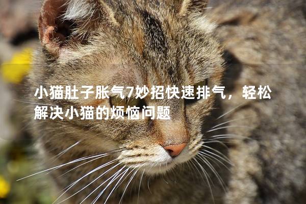 小猫肚子胀气7妙招快速排气，轻松解决小猫的烦恼问题