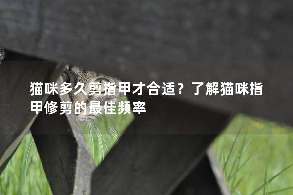 猫咪多久剪指甲才合适？了解猫咪指甲修剪的最佳频率